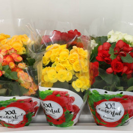 Begonia Du Gemengd (Бегония Ду Геменгд) В12