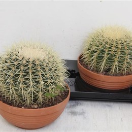 Echinocactus Grusonii (Эхинокактус Грусони) В510