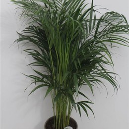Dypsis Lutescens (Дипсис Лутесценс) В12