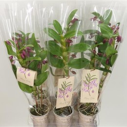 Dendrobium Nobile (Дендробиум Нобил) В12
