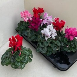 Cyclamen Md Sup Macro (Цикламен Сап Макро) В12