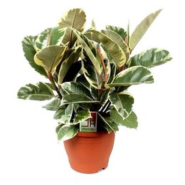 Ficus El Belize (Фикус Эл Белизе) В12