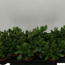 Crassula Ovata 'gollum' (Крассула Овата Голум) В510