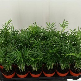 Chamaedorea Elegans (Хамедорея Элеганс) В12