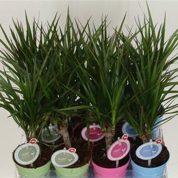 Dracena Marginata (Драцена Маргината) В12