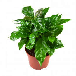 Coffea Arabica (Кофе Арабика) В12