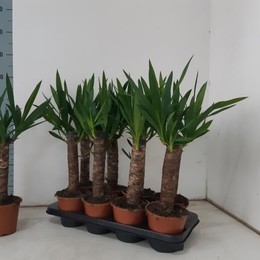 Yucca (Юкка) В12