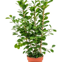 Ficus Moclame (Фикус Moclame) В21