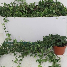 Hedera He Shamrock (Хедера Хи Шемрок) В12
