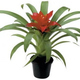 Guzmania Tempo (Гузмания Темпо) В9