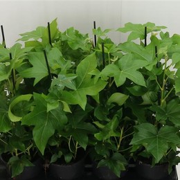 Hedera He Ov Groen (Хедера Хе Ов Гроен) В16