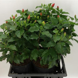 Hibiscus Gemengd  (Гибискус Геменгд )