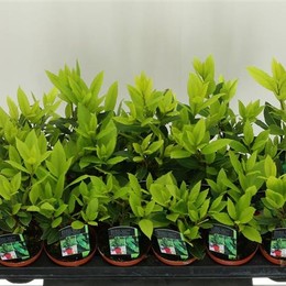 Laurus Nobilis (Лаурус Нобилис) В11