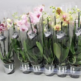 Phalaenopsis Gem 4 Kl (Фаленопсис Гем 4 Кл ) В12
