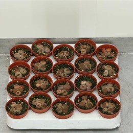 Lithops Spp (Литопс Спп) В510