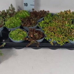 Planten mix (Плант Микс)