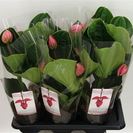 Medinilla Magnifica (Мединилла Магнифика) В17