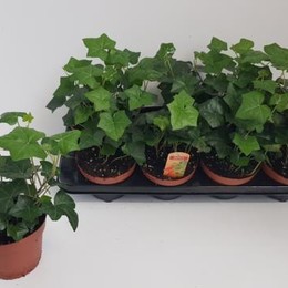 Hedera Hibernica (Хедера Хиберника) В13