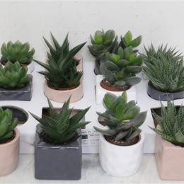 Succulent Gem 5 Srt (Cуккулент Гем 5 стр) В510