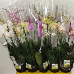 Phalaenopsis Mix 2  (Фаленопсис Микс 2 ств.)12 горш.