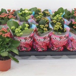 Kalanhoe B Ge C Gem 4kl (Каланхое Гем 4 кл) В511
