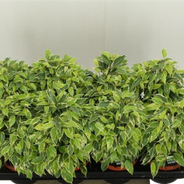 Ficus Kinky (Фикус Кинки) В12