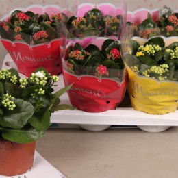 Kalanchoe Gevuld Mixed 3 K (Каланхое Гевулд Миксд 3 к)В12