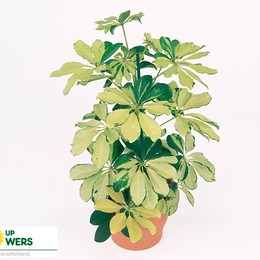Schefflera Arbor. 'melanie' (Шеффлера Арбор Мелани) В13