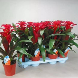 Guzmania Optima (Гузмания Оптима) В12