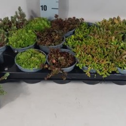 Plant Mix Mini Mini (Плант Микс Мини Мини) 5 горш.