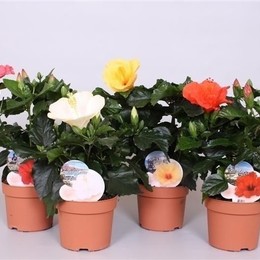 Gardenia Durore Gemengd (Гардения Дурор Геменгд) В12