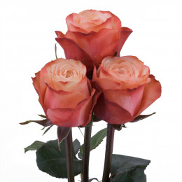 Rosa Gr Kahala ( Кахала ) В70 Star Rose
