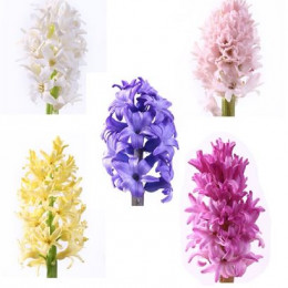 Hyacinthus Mixed (Гиацинт Миксед) В40