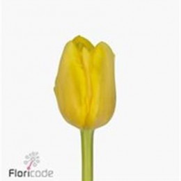 Tulipa Du Vedi Napoli (Тюльпан Ду Веди Наполи) В35