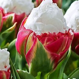Tulipa du ice cream (Тюльпан Ду Айс Крим) В40EX