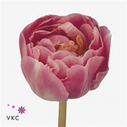 Tulipa Du Endless Love (Тюльпан Ду Эндлесс Лав) В40