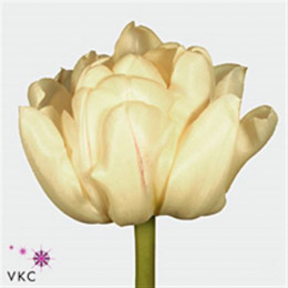 Tulipa Du Casablanca (Тюльпан Ду Касабланка) В40