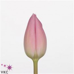 Tulipa En Aafke (Тюльпан Эн Афке) В40