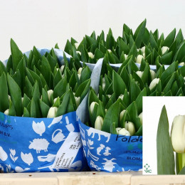 Tulipa En Antarctica (Тюльпан Эн Антарктика) В40