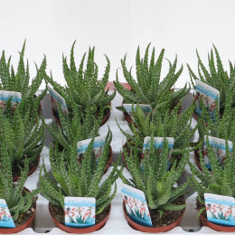 Алоэ Гумилис ( Aloe Humilis ) W 8,5 см H 1 см