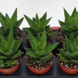 Алоэ Митриформис ( Aloe Mitriformis ) W 12 см H 1 см