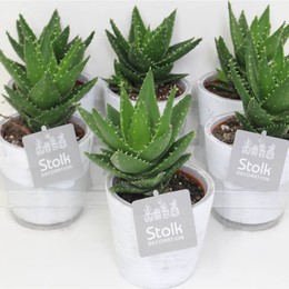 Алоэ Митроформис Серый Смешанный Столк Деко Белая Стирка # ( Aloe Mitroformis Grey Mixed Stolk Deco