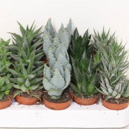 Смешанное Алоэ ( Aloe Mixed ) W 5,5 см H 20 см