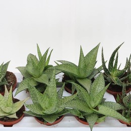 Aloë Mixed ( Aloë Mixed ) W 10,5 см H 30 см