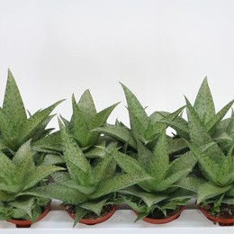 Алоэ Сомалийский ( Aloe Somaliensis ) W 10,5 см H 1 см