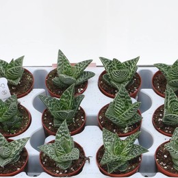 Алоэ Variegata ( Aloe Variegata ) W 8 см H 20 см