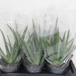Алоэ Вера ( Aloe Vera ) W 17 см H 1 см