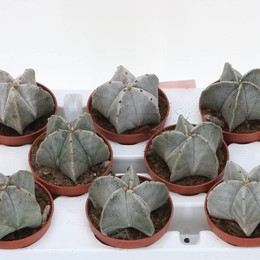 Астроф Мириостигма ( Astroph Myriostigma ) W 10,5 см H 1 см