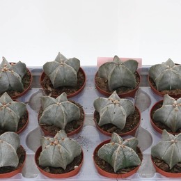 Астроф Мириостигма ( Astroph Myriostigma ) W 8,5 см H 1 см