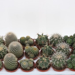Bolcactus Mixed ( Bolcactus Mixed ) W 8,5 см H 1 см